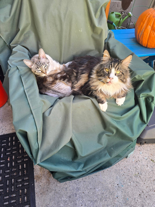Brewing Big Flavor: The Maine Coon Coffee Company Story